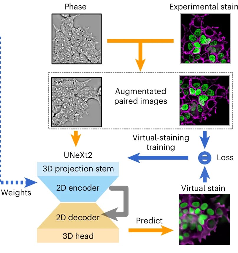 Open access visualization of Workflow, Illustration, Pre-training, Phase Images, Fluorescence Images