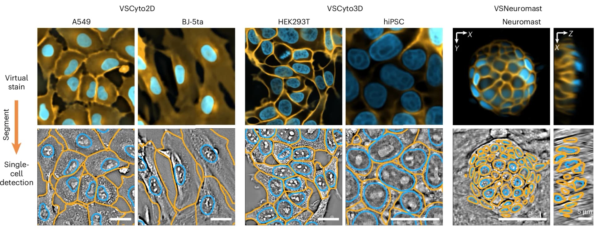Open access visualization of Microscopy, Virtual Staining, Nuclei, Membrane, VSCyto3D