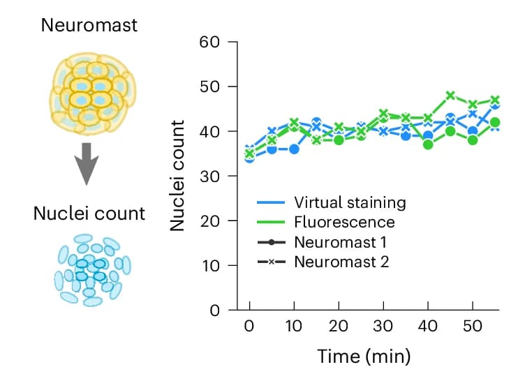 Open access visualization of Line Plot, Evaluation Metrics, Regression, Instance Segmentation, Cell-tracking Measurements