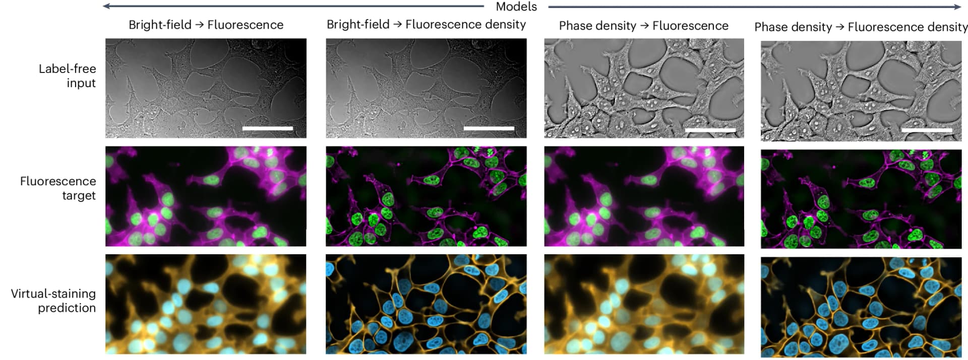 Open access visualization of Microscopy, Virtual Staining, Deconvolution, Label-Free Input, Fluorescence