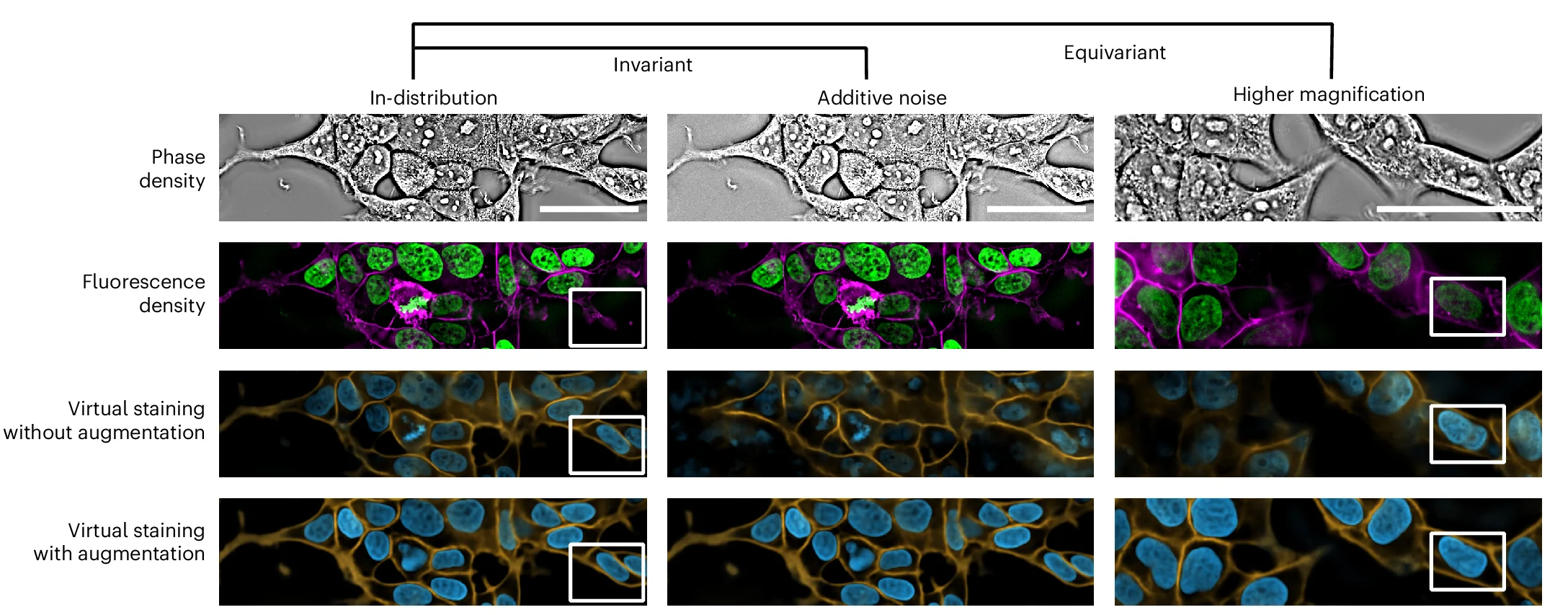 Open access visualization of Microscopy, Nuclei, Membrane, Phase Image, Data Augmentation