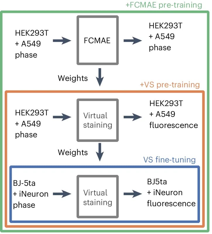 Open access visualization of Workflow, Flowchart, Training Strategies, Virtual Staining, A549 Cells