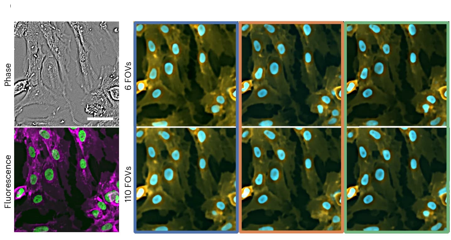 Open access visualization of Microscopy, Photo, Virtual Staining, Nuclei, Membrane