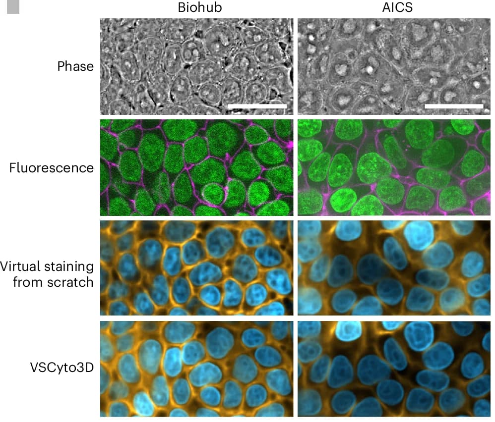Open access visualization of Microscopy, Virtual Staining, Nuclei, Plasma Membrane, hiPSCs