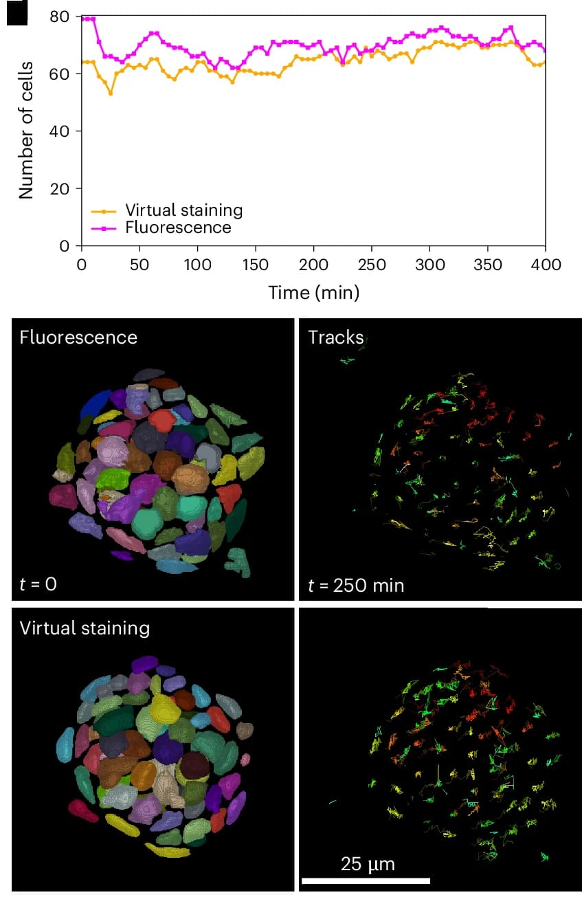 Open access visualization of Line Plot, Microscopy, Time-Lapse Imaging, Zebrafish Neuromast, Virtual Staining