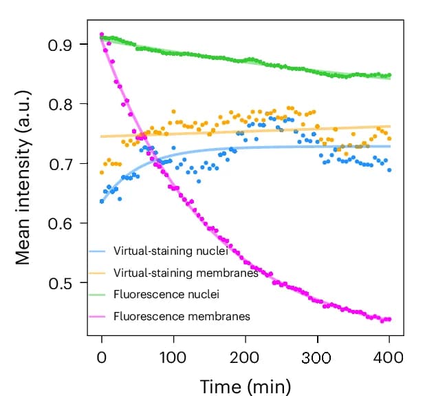 Open access visualization of Line Plot, Scatter Plot, Photobleaching Curves, Neuromasts, Experimental Fluorescence