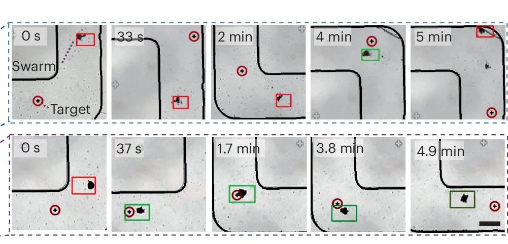 Open access visualization of Microscopy, Image Sequence, Experimental Training, Microrobots, Efficiency