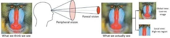 Open access visualization of Illustration, Photo, Microscopy, Foveal Vision, Peripheral Vision