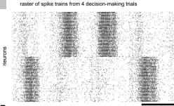 Open access visualization of Heatmap, Training Data, Neuronal Activity, Neuron
