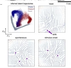 Open access visualization of Scatter Plot, Inference, Latent Trajectories, Dynamical System, Bifurcation