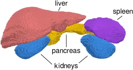 Open access visualization of 3D Plot, Organ Meshes, Liver, Spleen, Kidneys
