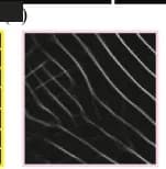 Open access visualization of Microscopy, Enhanced Latent Fingerprint, FingerGAN-noDiscriminator, Minutiae, Fake Minutiae