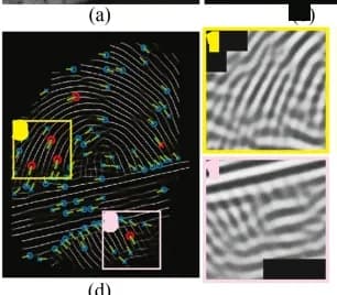 Open access visualization of Illustration, Enhanced Latent Fingerprint, FingerGAN-gray, Minutiae, Fake Minutiae