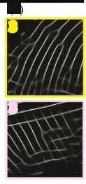 Open access visualization of Microscopy, Enhanced Latent Fingerprint, FingerGAN-binary, Minutiae, Fake Minutiae