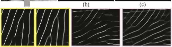 Open access visualization of Microscopy, Latent Fingerprint, NIST SD27 Database, Minutiae