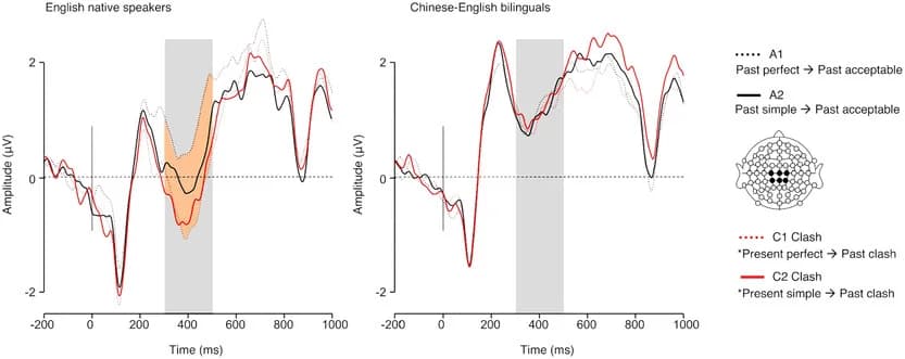 Open access visualization of Line Plot, Error Bars, Brain Potentials, English Native Speakers, Chinese-English Bilingual Participants