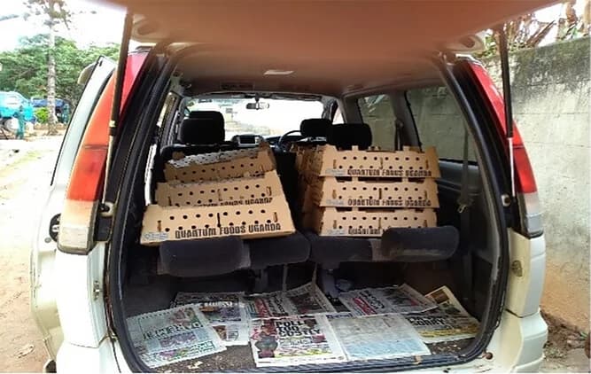 Open access visualization of Photo, Layer Chicks