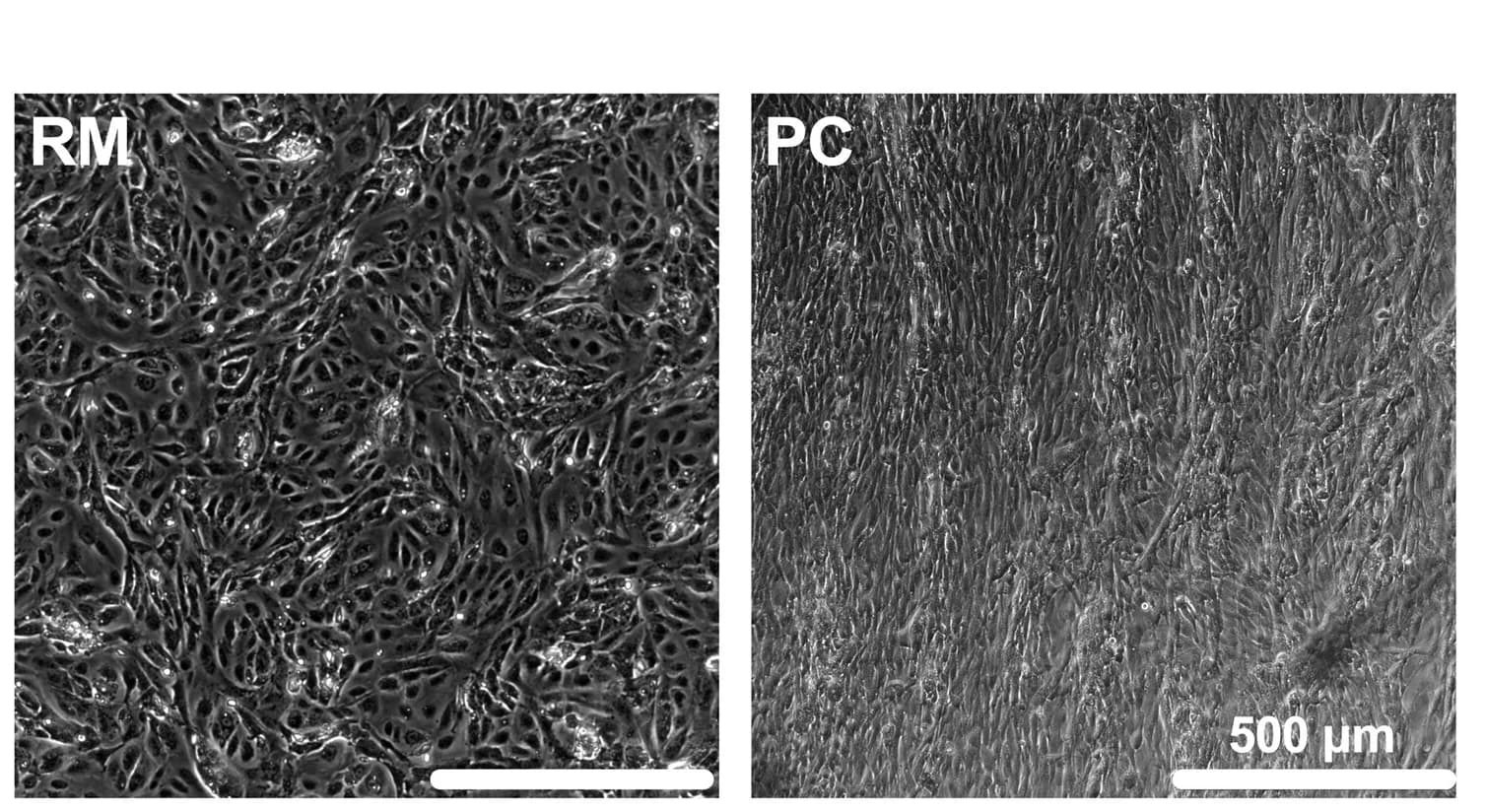 Open access visualization of Microscopy, iPSC-aCMs, Structural Maturity