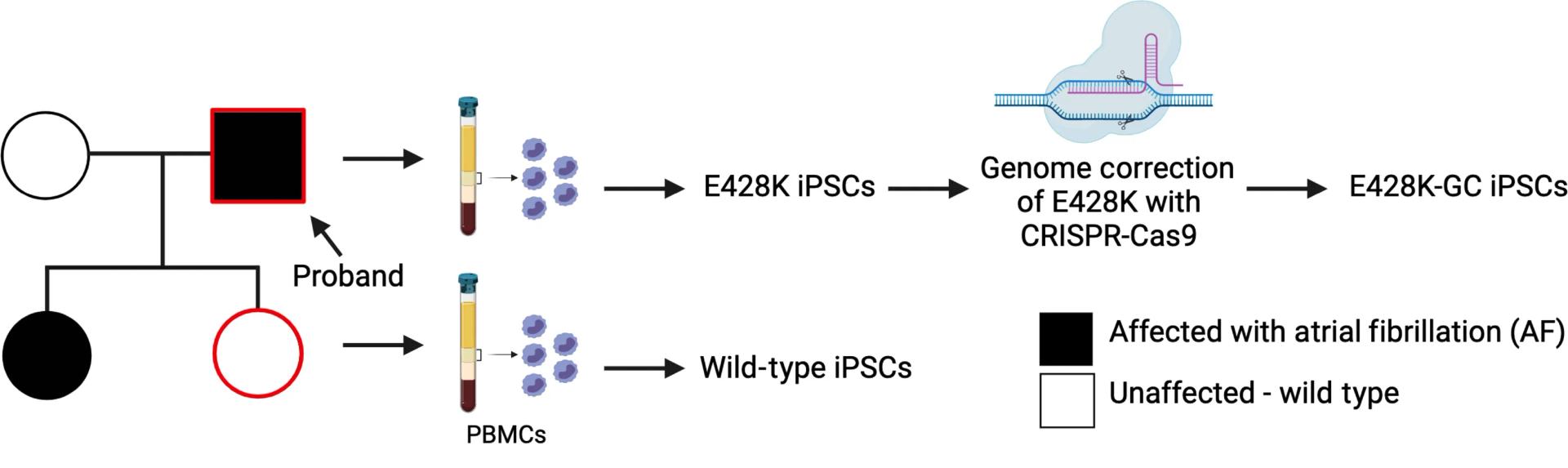 Open access visualization of Workflow, Flowchart, iPSC-aCMs, AF, SCN5A