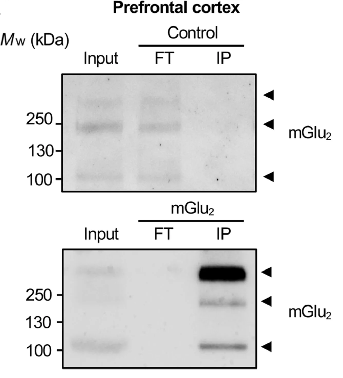 Open access visualization of Gel, AP-MS, mGlu2, Interactome, Mouse