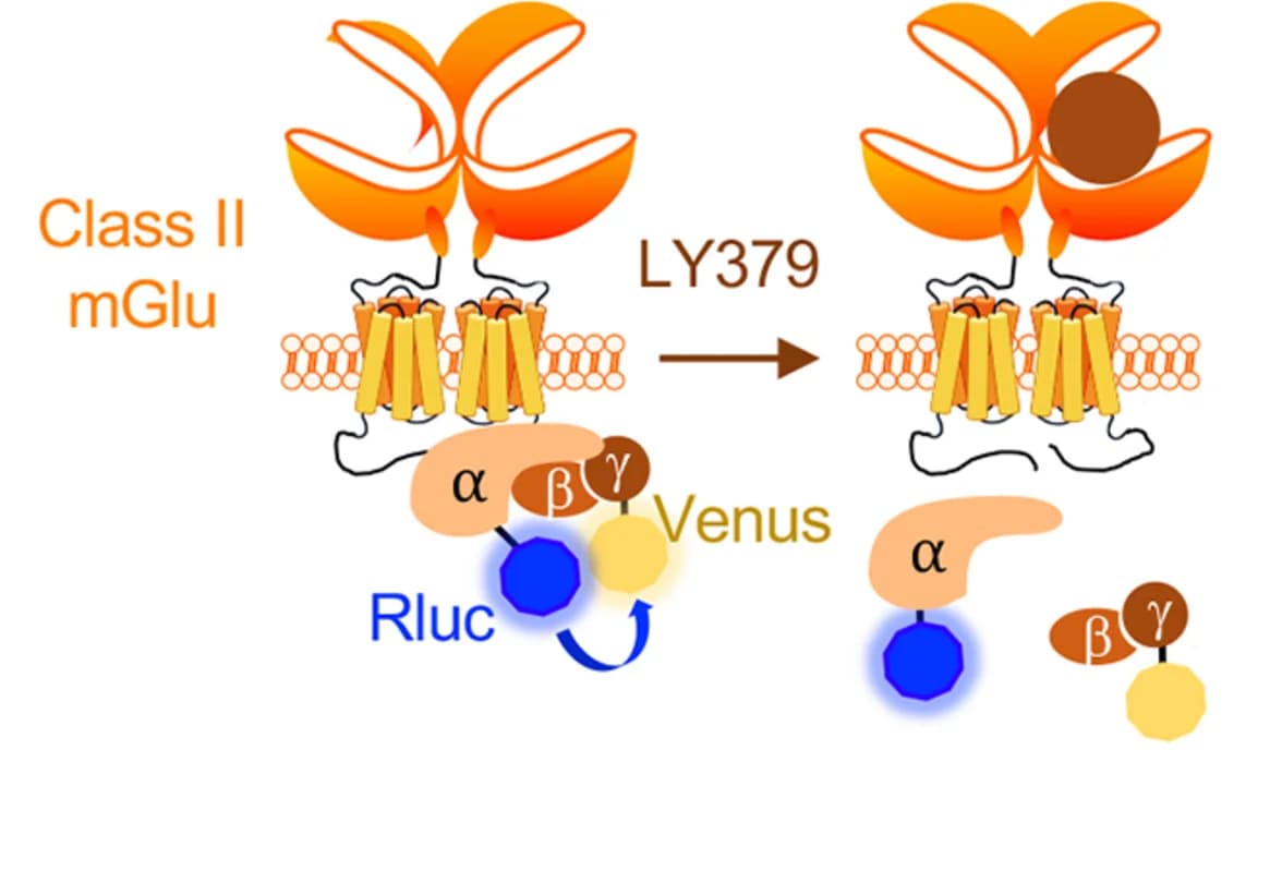 Open access visualization of Workflow, Illustration, TrkB Activation, mGlu 2, G i/o Activation