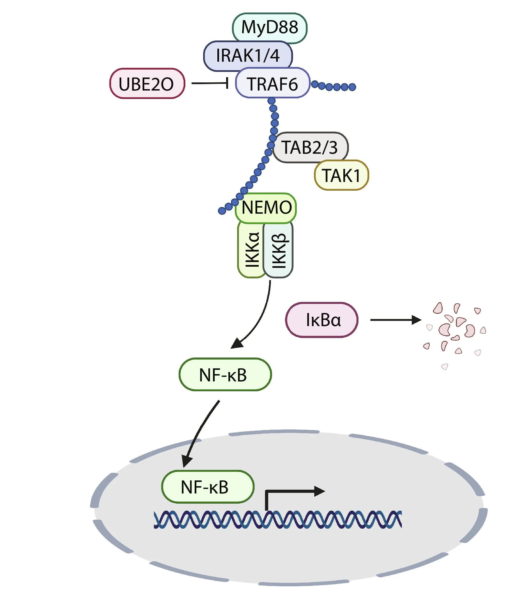 Open access visualization of Pathway, Tat, TRAF6, NF-κB activation, UBE2O