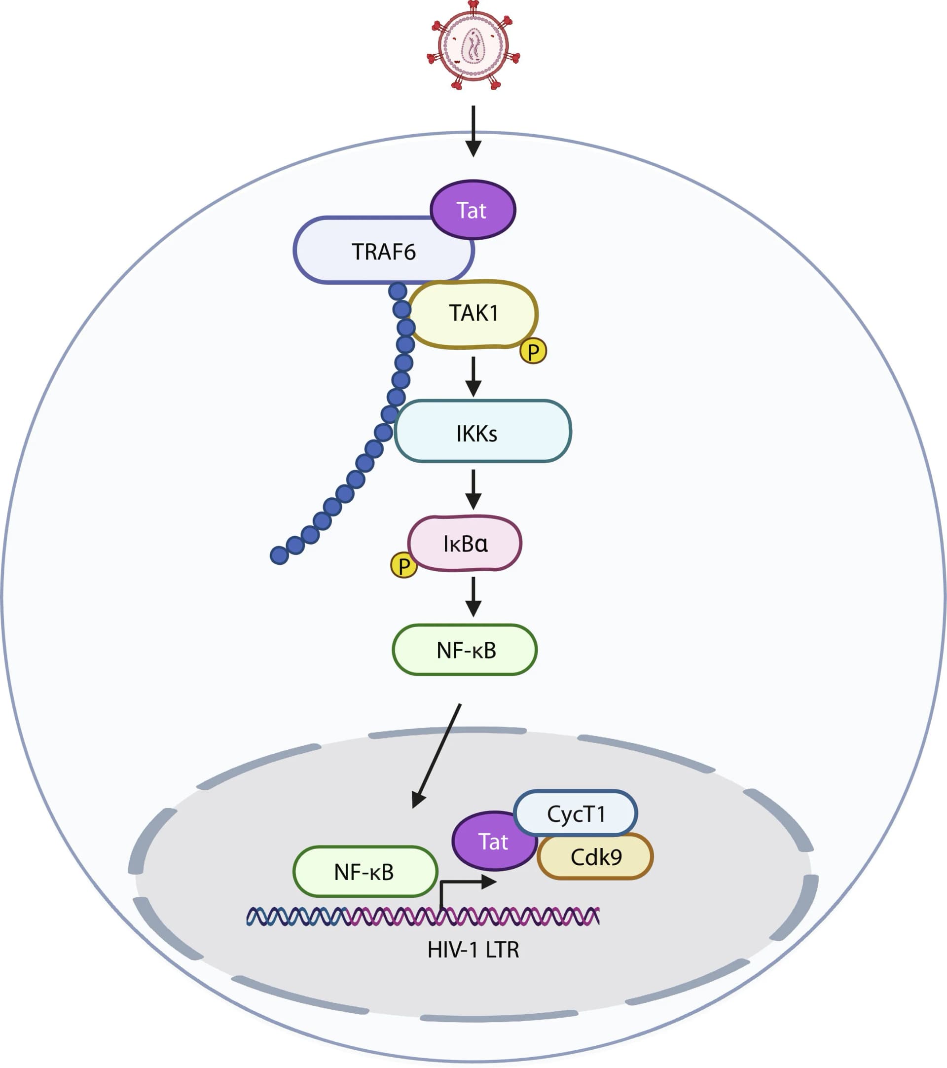 Open access visualization of Workflow, Pathway, Tat, TRAF6, NF-κB Activation