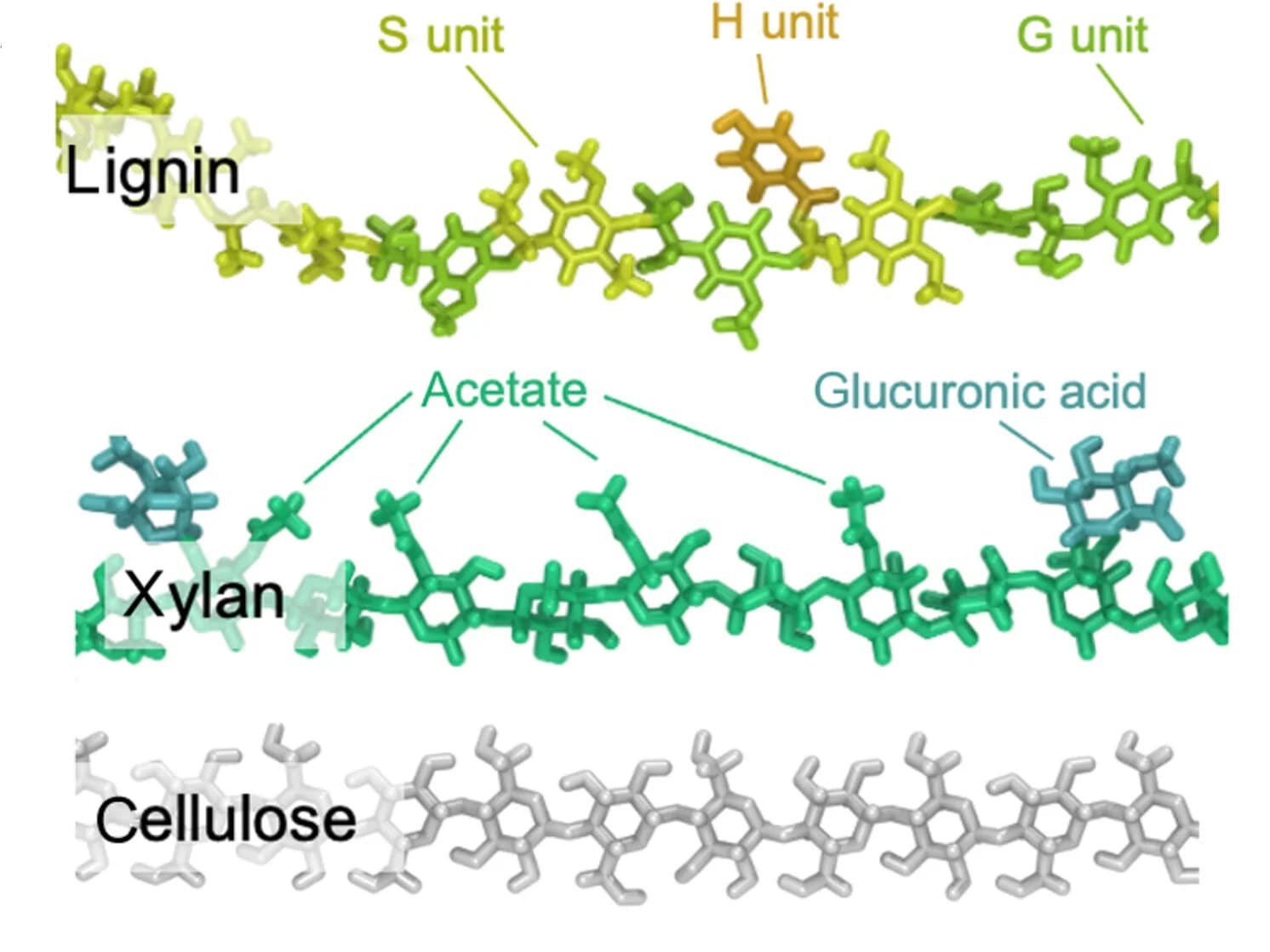 Open access visualization of Chemical Structure, Lignocellulose, Populus, SCW, ssNMR