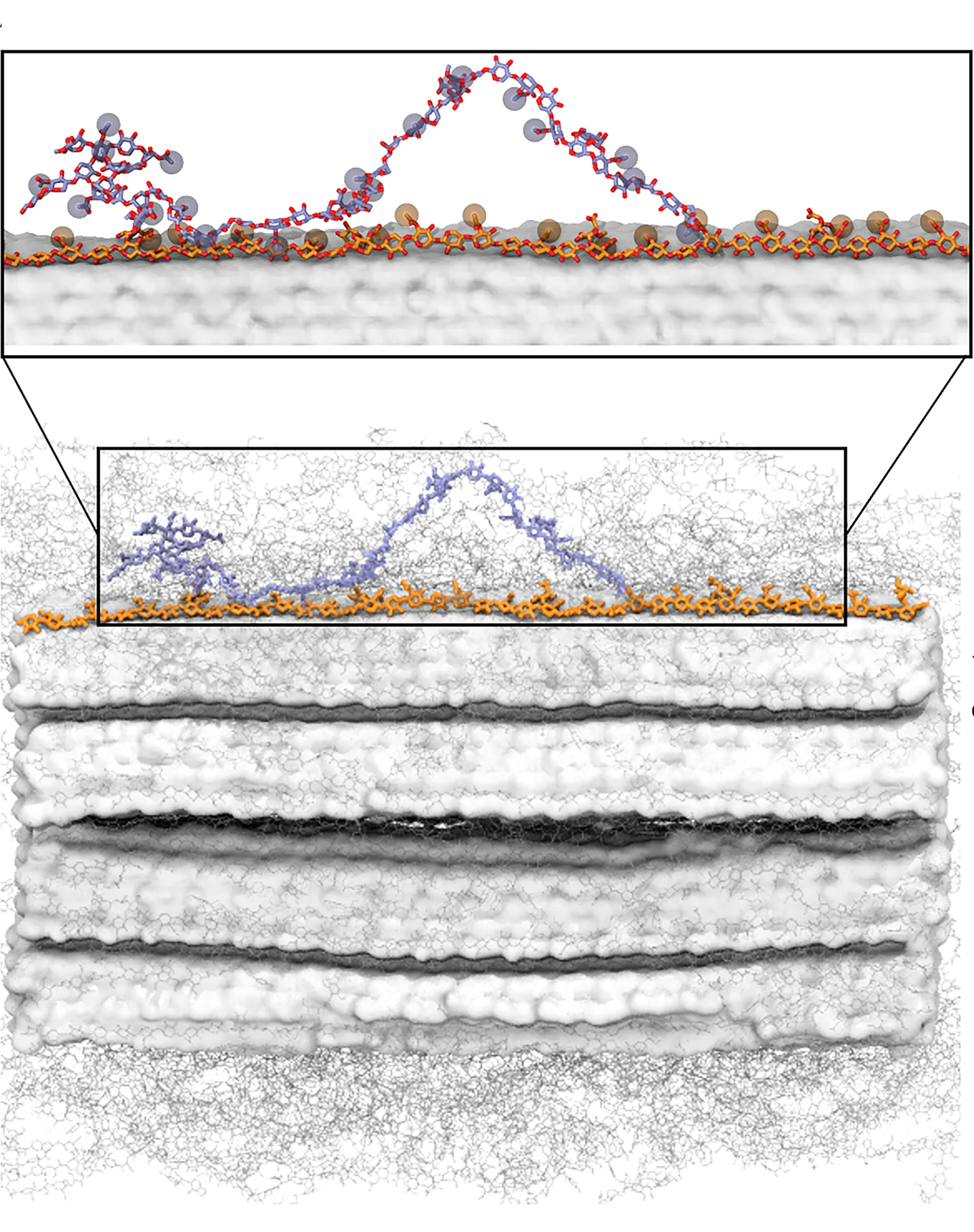 Open access visualization of Protein Structure, Chemical Structure, Xylan Polymers, Cellulose, Conformation