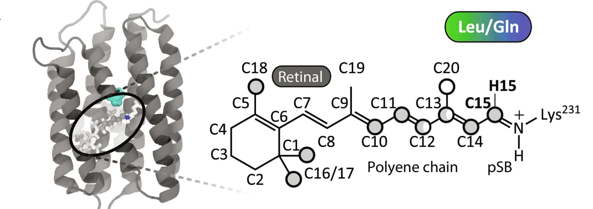 Open access visualization of Protein Structure, Chemical Structure, Retinal Chromophore, Residue, Structure