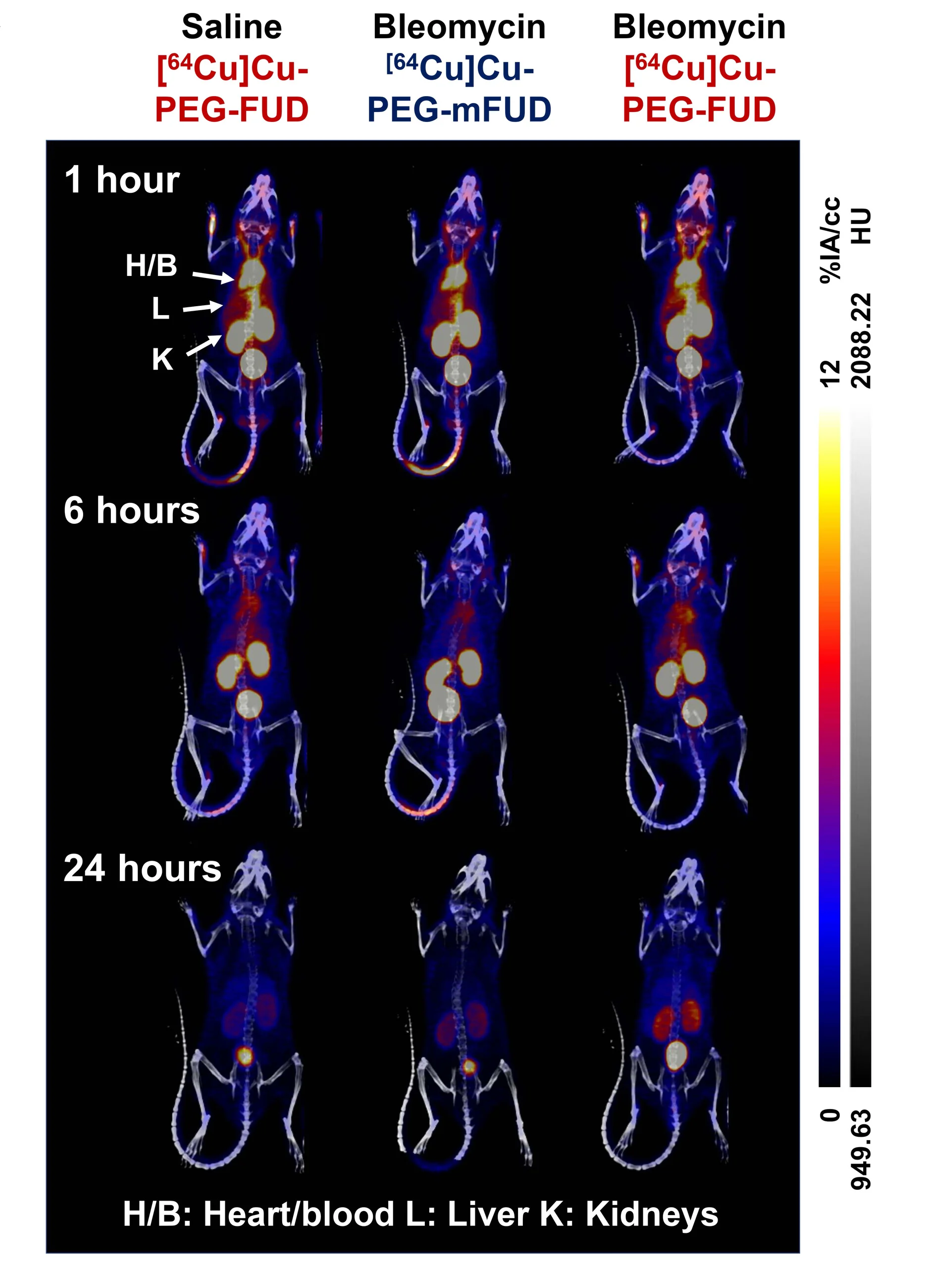 Open access visualization of Microscopy, Copper, Mouse Lungs, Bleomycin Injury