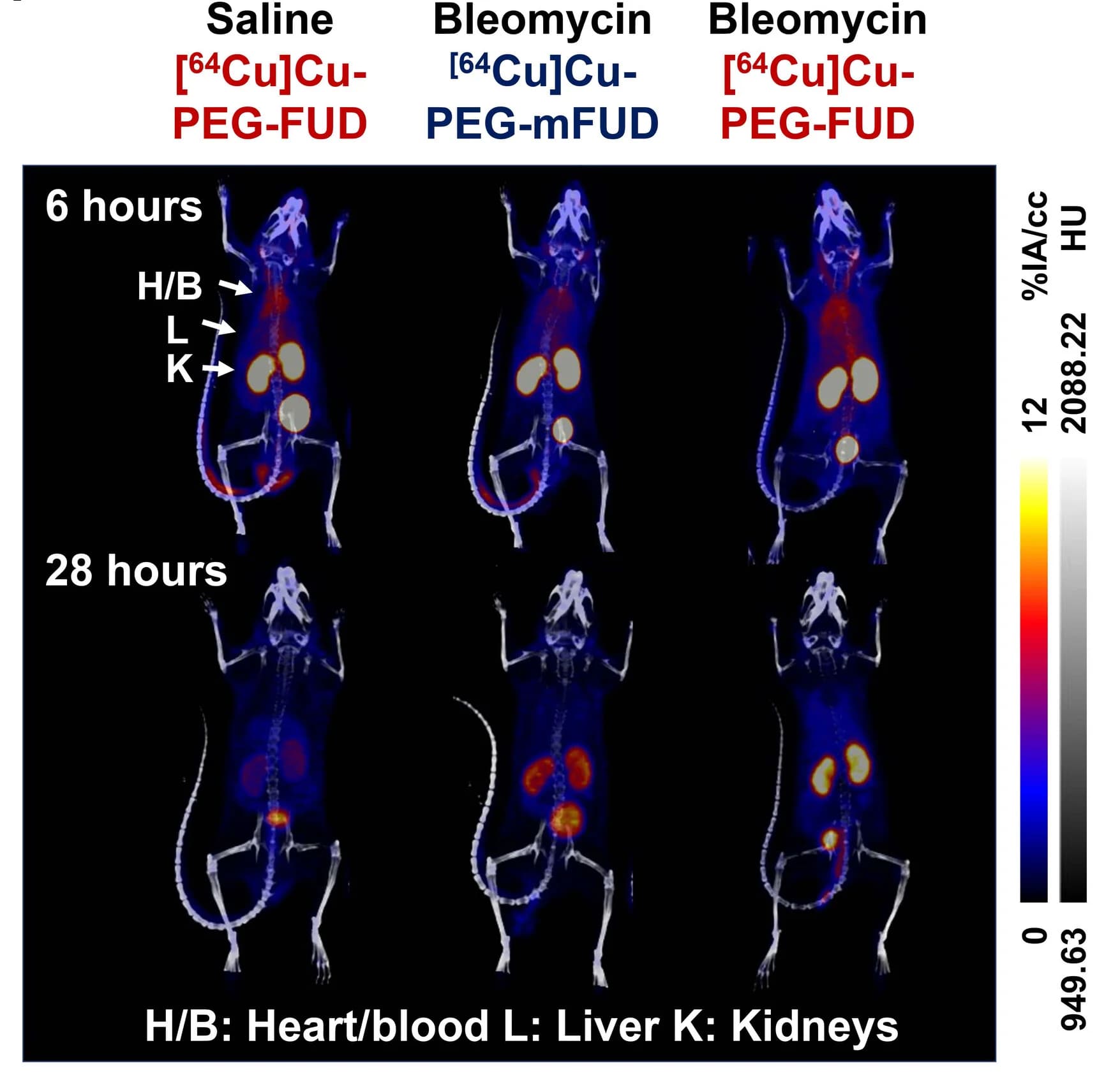 Open access visualization of Microscopy, Photo, Bleomycin, Profibrotic Phase, [64Cu]Cu-PEG-FUD
