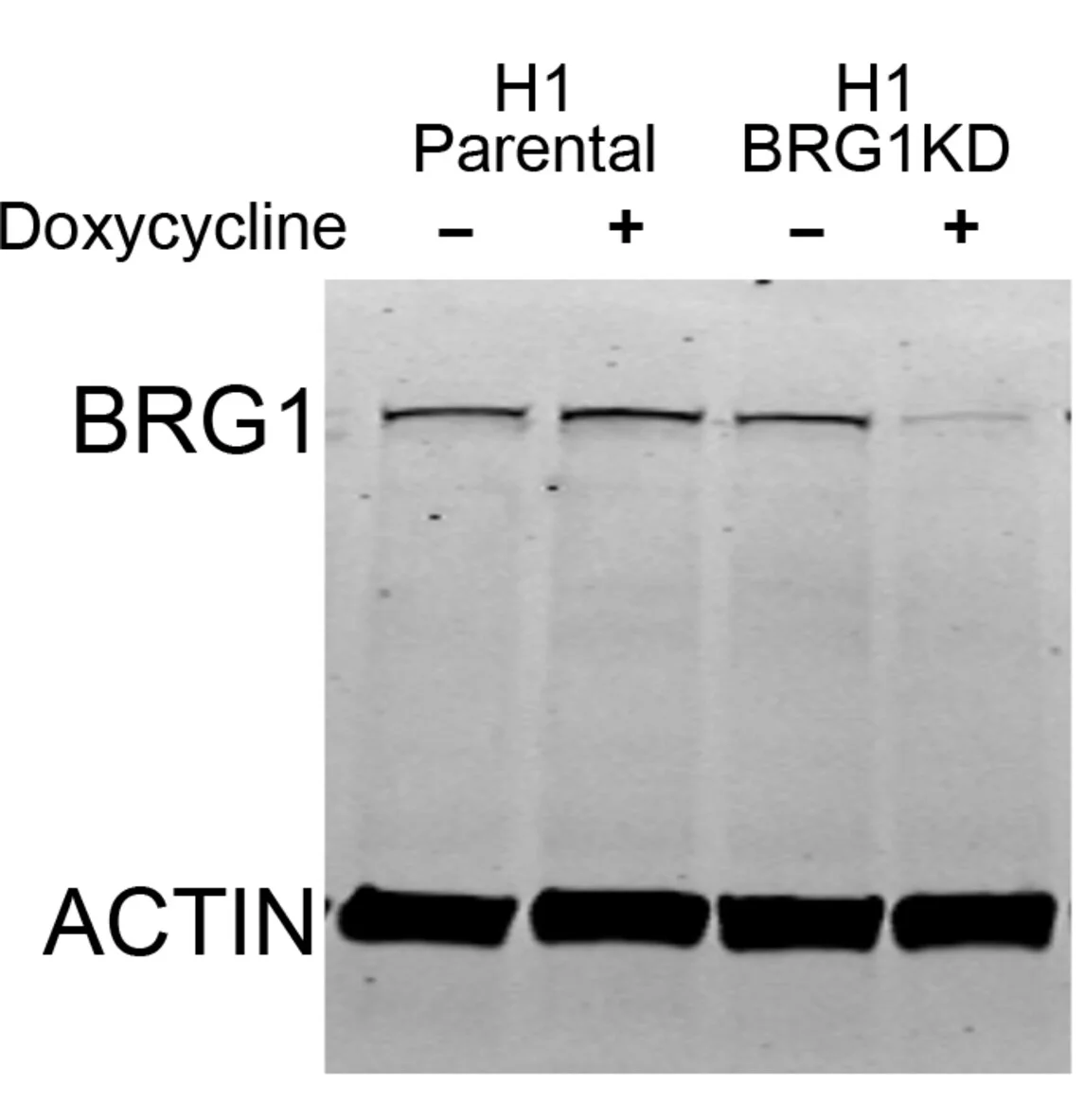 Open access visualization of Gel, BRG1, Neurectoderm, Developmental Transcription, hESCs
