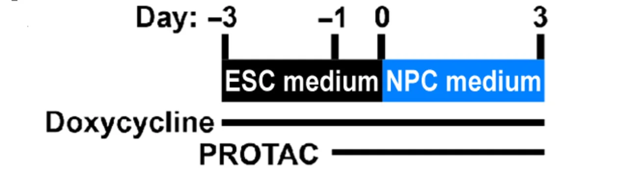 Open access visualization of Workflow, Flowchart, BRG1, Chromatin Accessibility, Enhancer Marks