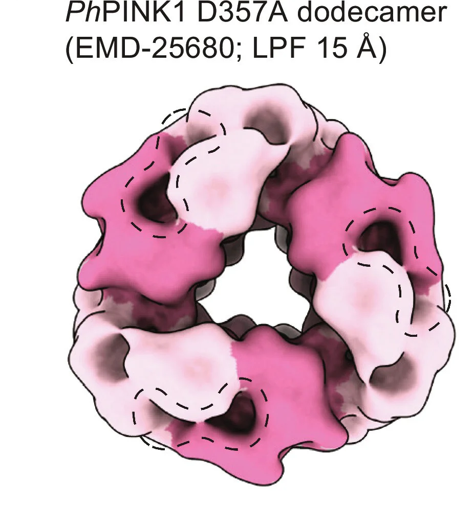 Open access visualization of Protein Structure, PINK1, Nucleotide
