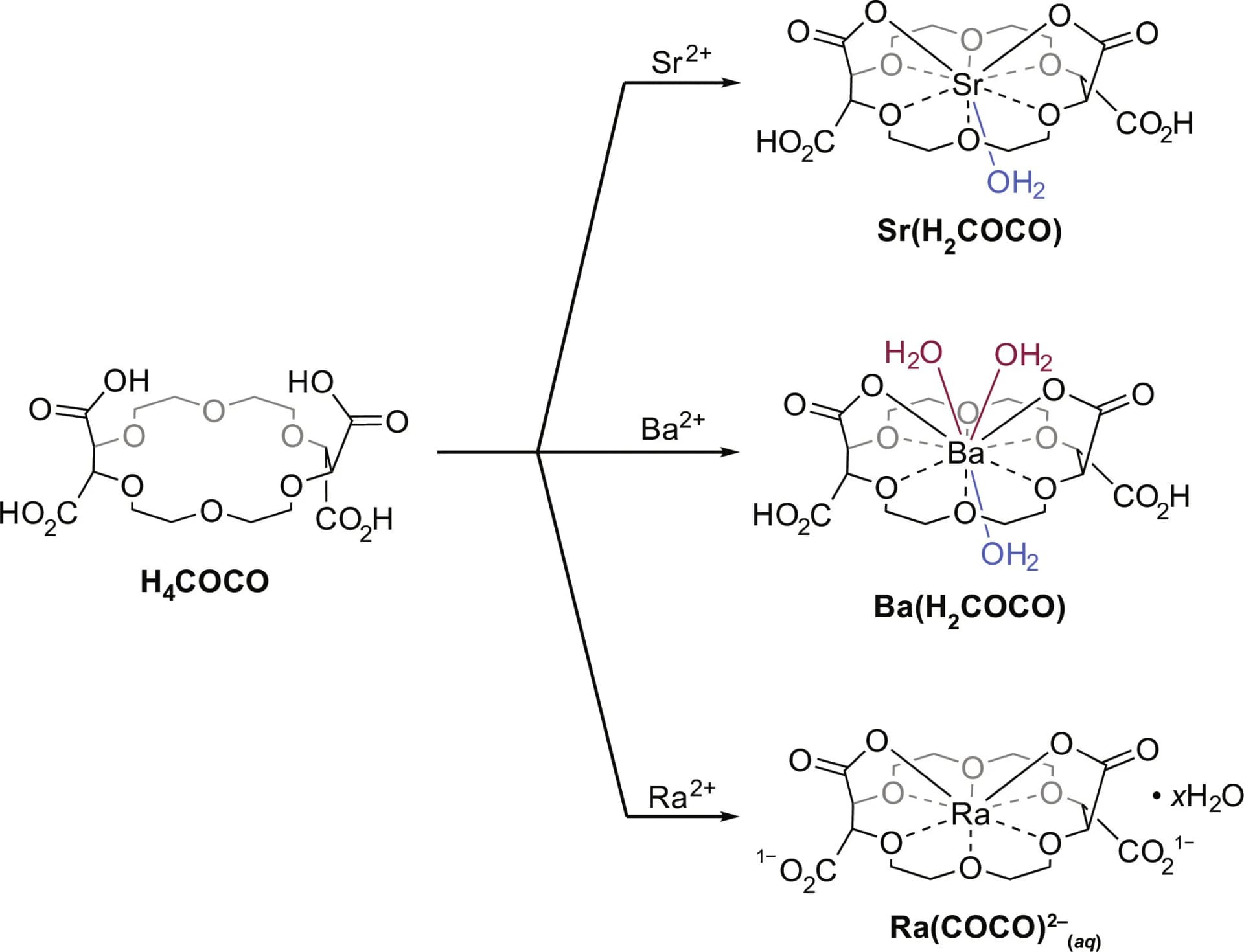 Open access visualization of Chemical Structure, Illustration, Ra 2+, Ba 2+, Sr 2+