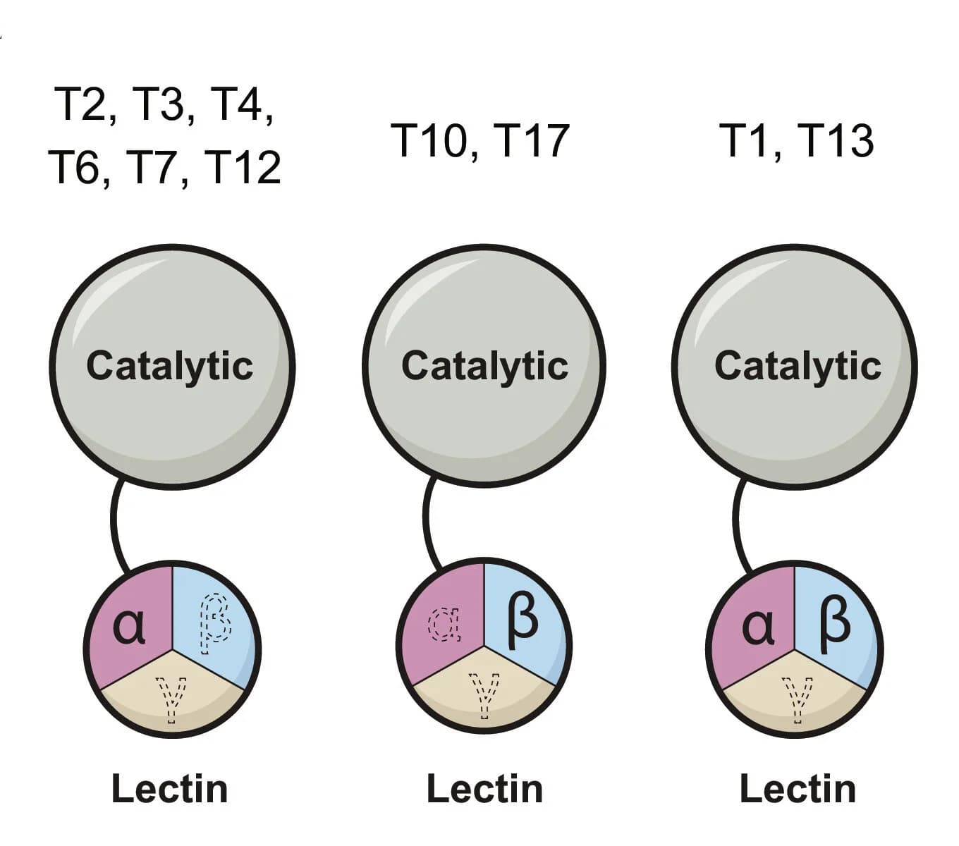 Open access visualization of Illustration, Workflow, GalNAc-T1, Lectin Domain, Mutants