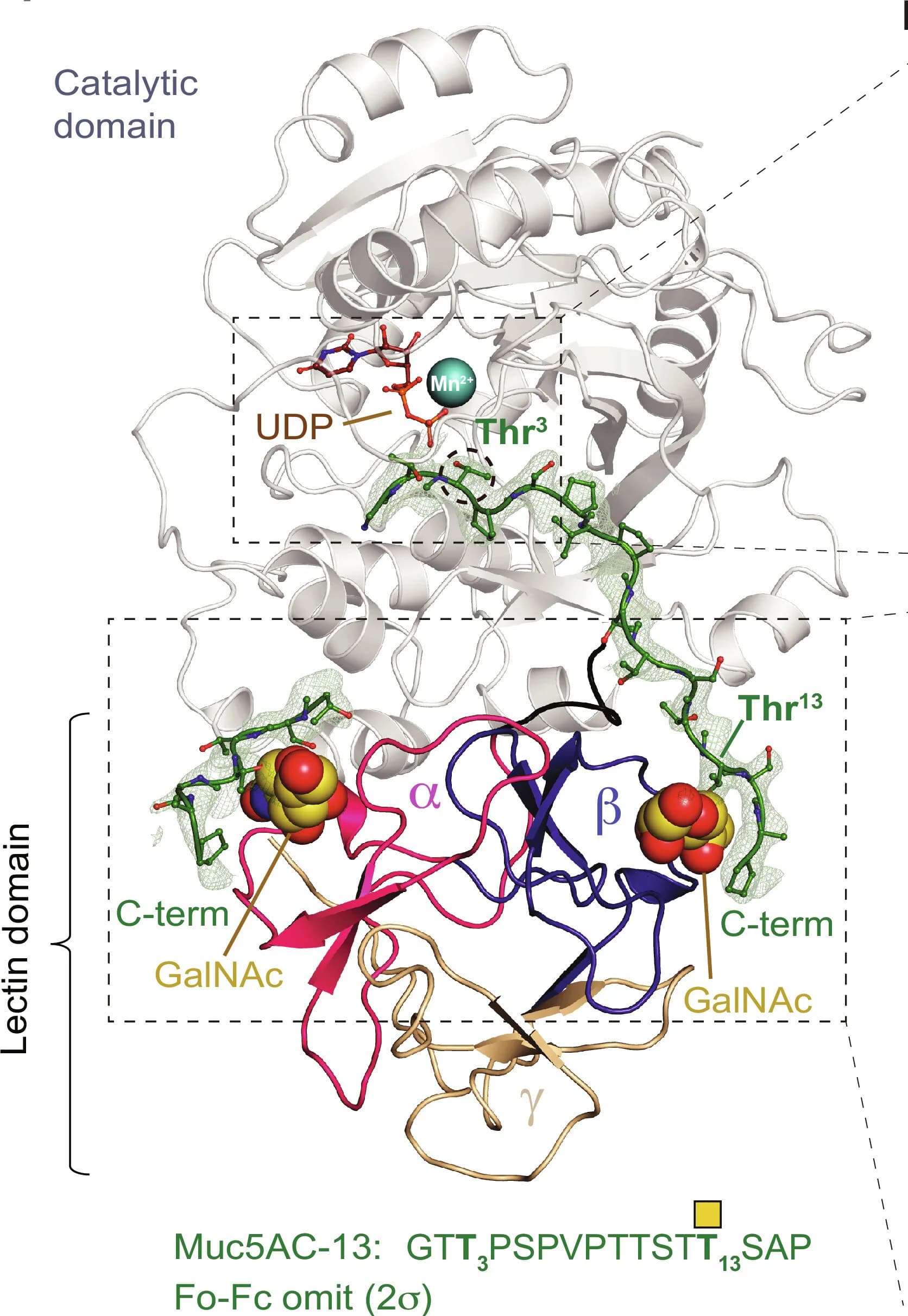 Open access visualization of Protein Structure, Chemical Structure, X-ray Crystal Structure, GalNAc-T1