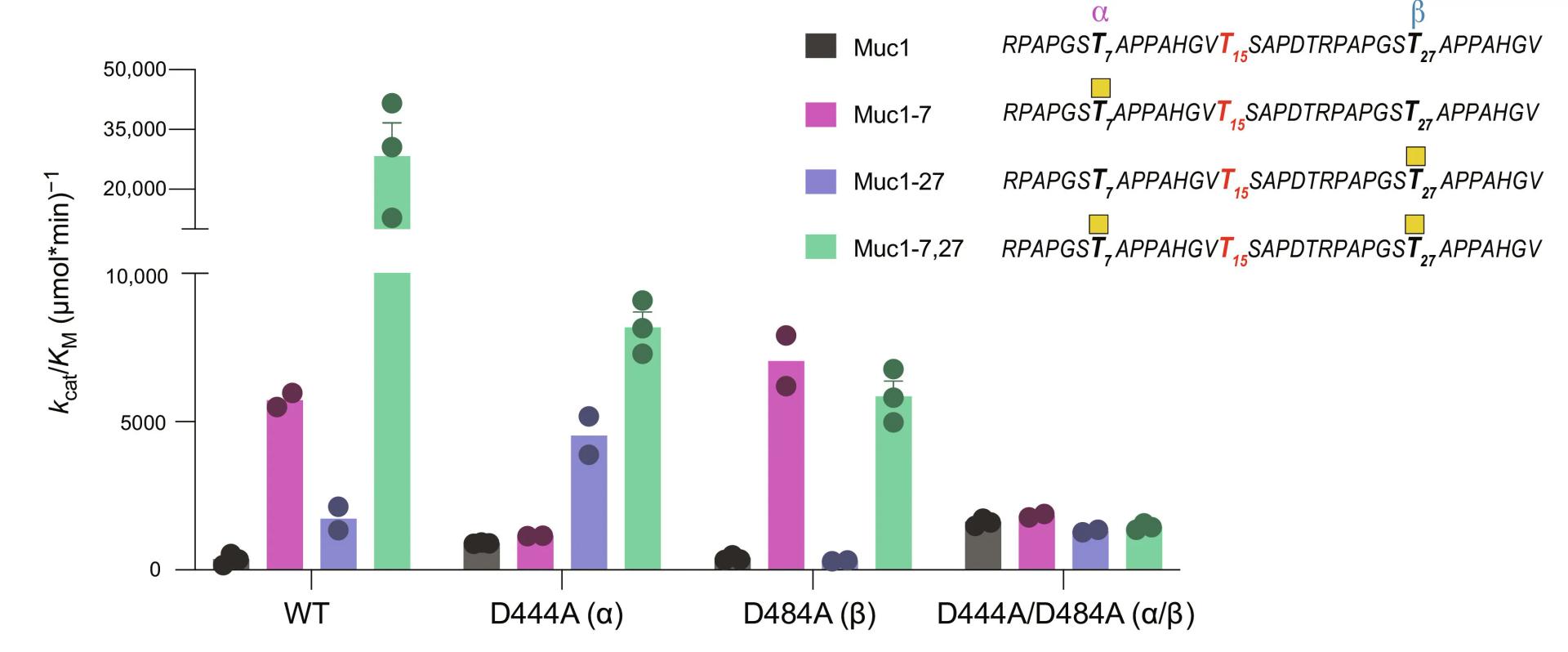 Open access visualization of Bar Plot, Error Bars, GalNAc-T1, Lectin Domain, Diglycosylated Muc1