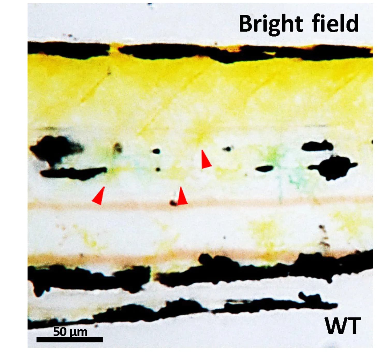 Open access visualization of Microscopy, Xanthophore, Countershading, Embryonic Zebrafish