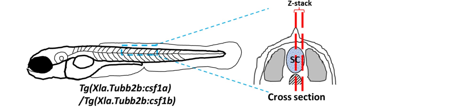 Open access visualization of Illustration, Csf1a, Csf1b, Chemoattractants, Xanthophores