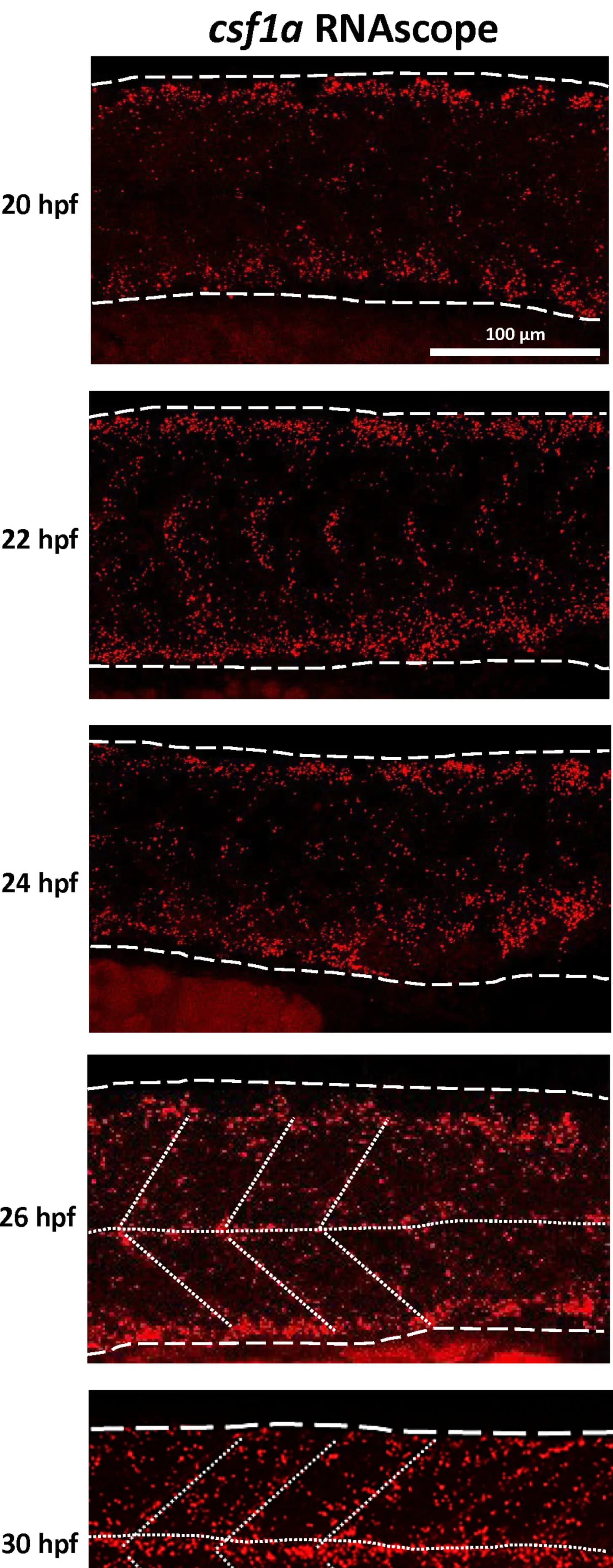 Open access visualization of Microscopy, csf1a, csf1b, Myotome, Myoseptum