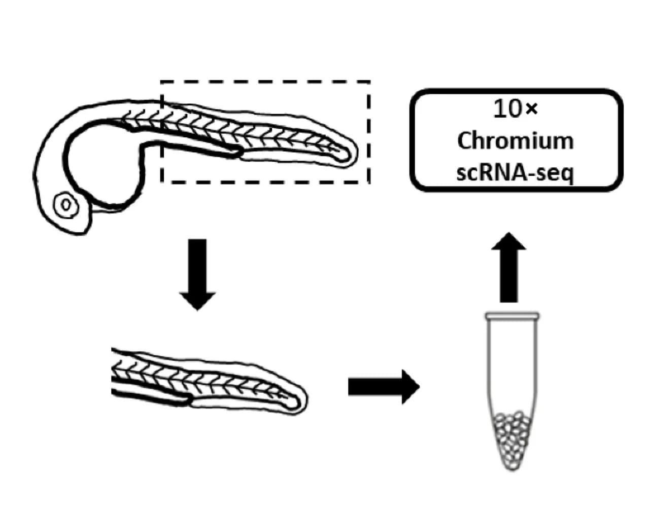 Open access visualization of Workflow, Flowchart, Illustration, scRNA-seq, Csf1a