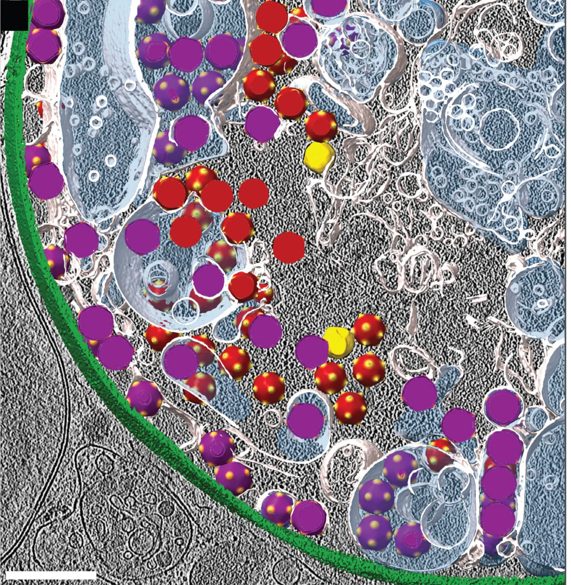 Open access visualization of Microscopy, EhV-201 Structure, Replication