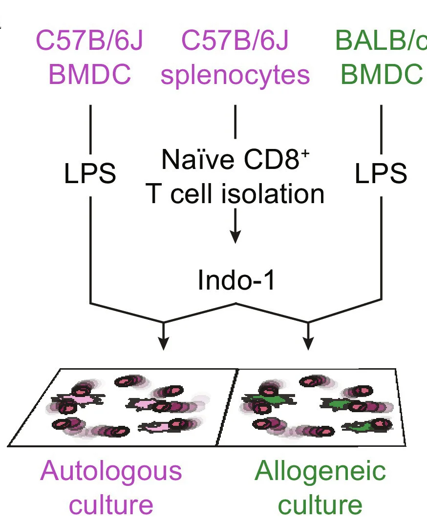 Open access visualization of Workflow, Flowchart, Deep Learning, T Cell Responses