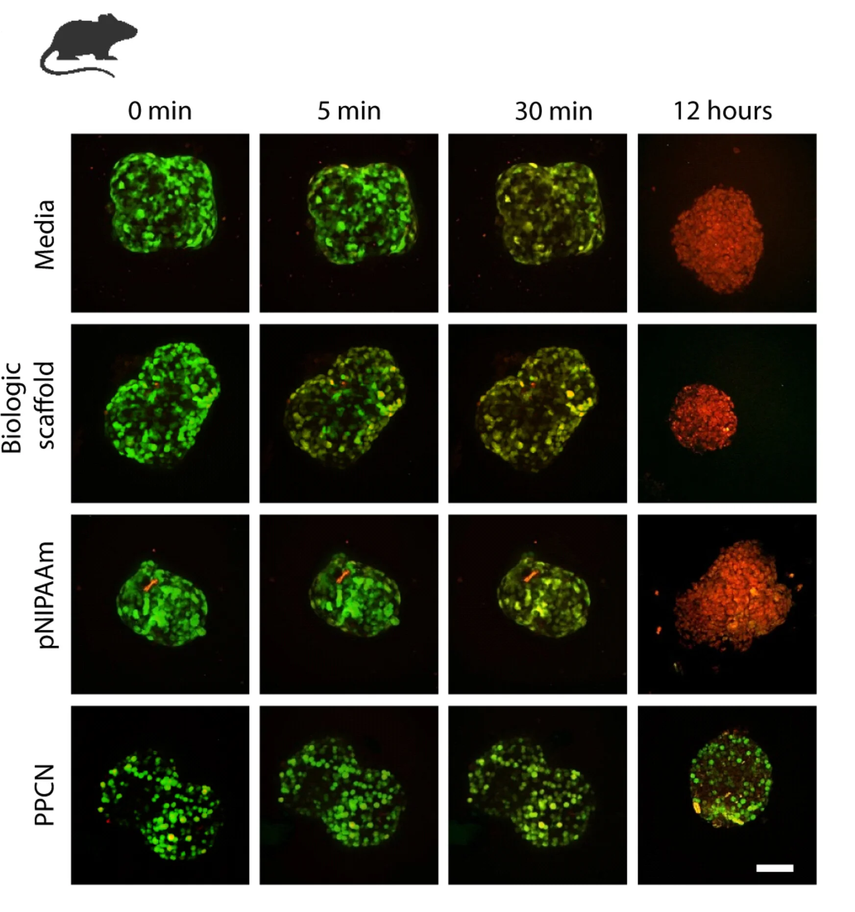 Open access visualization of Microscopy, Mouse Islets, Human Islets, Oxidative Stress, In Vitro