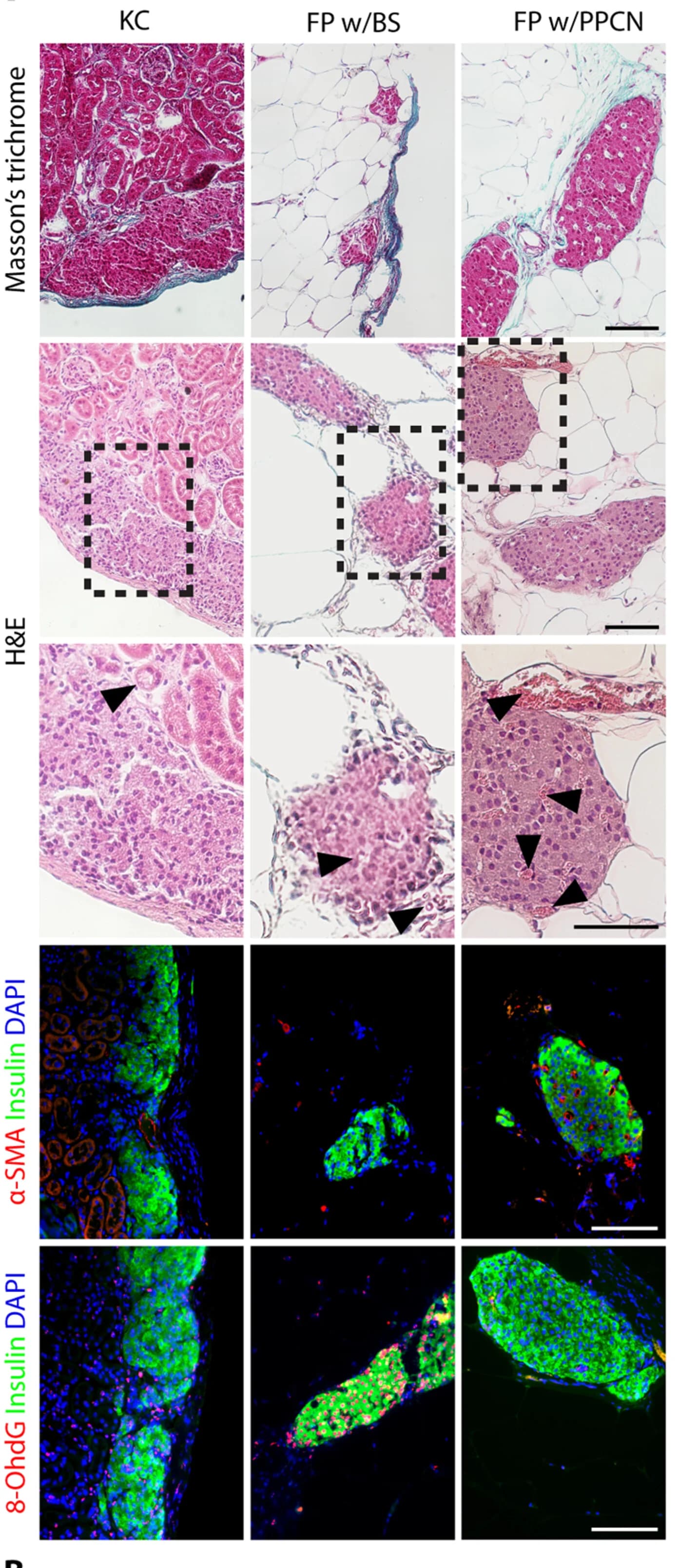 Open access visualization of Microscopy, Islets, DNA Damage, Oxidation, In Vivo