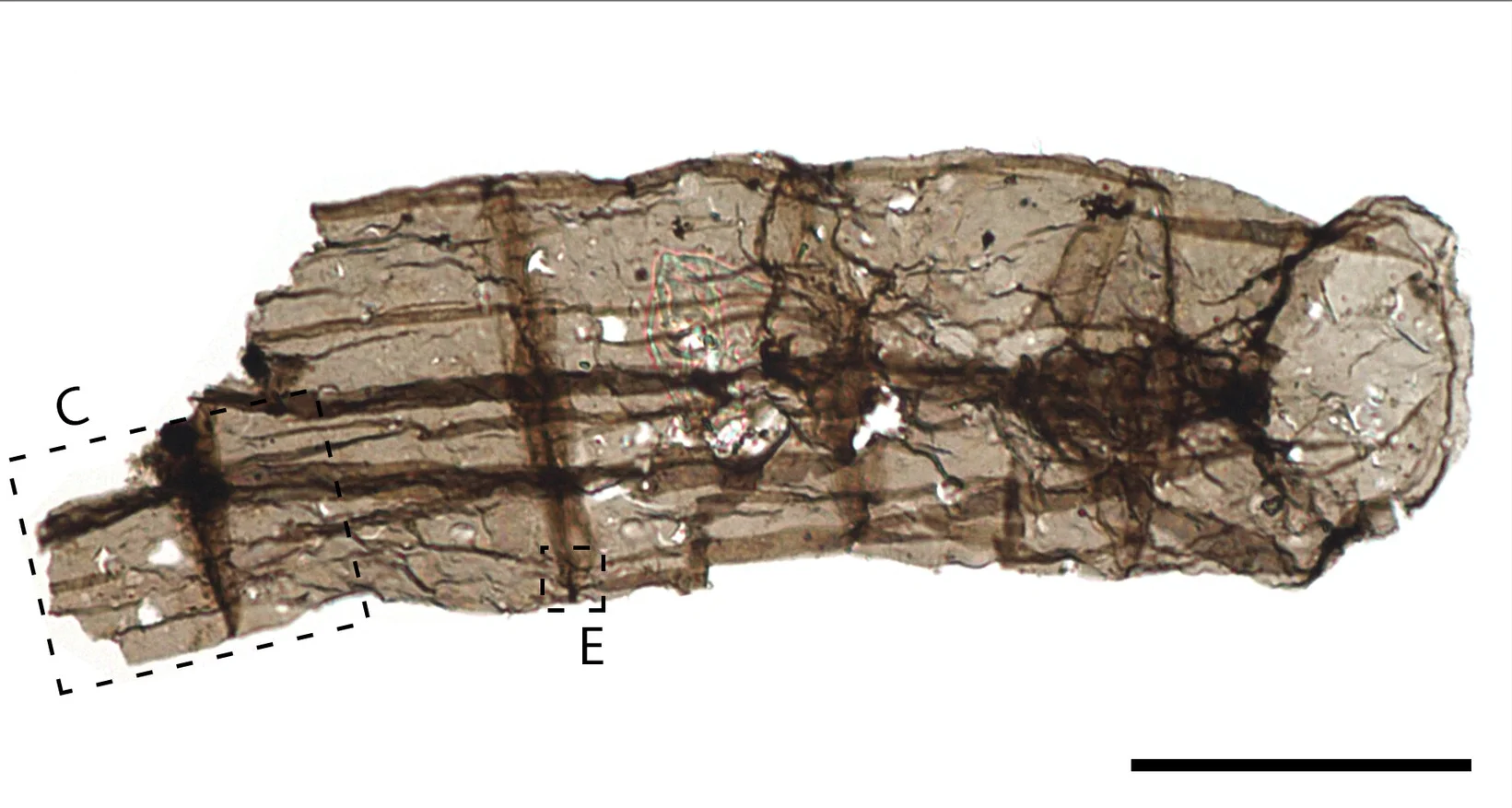 Open access visualization of Microscopy, Micrographs, Q. magnifica, Chuanlinggou Formation