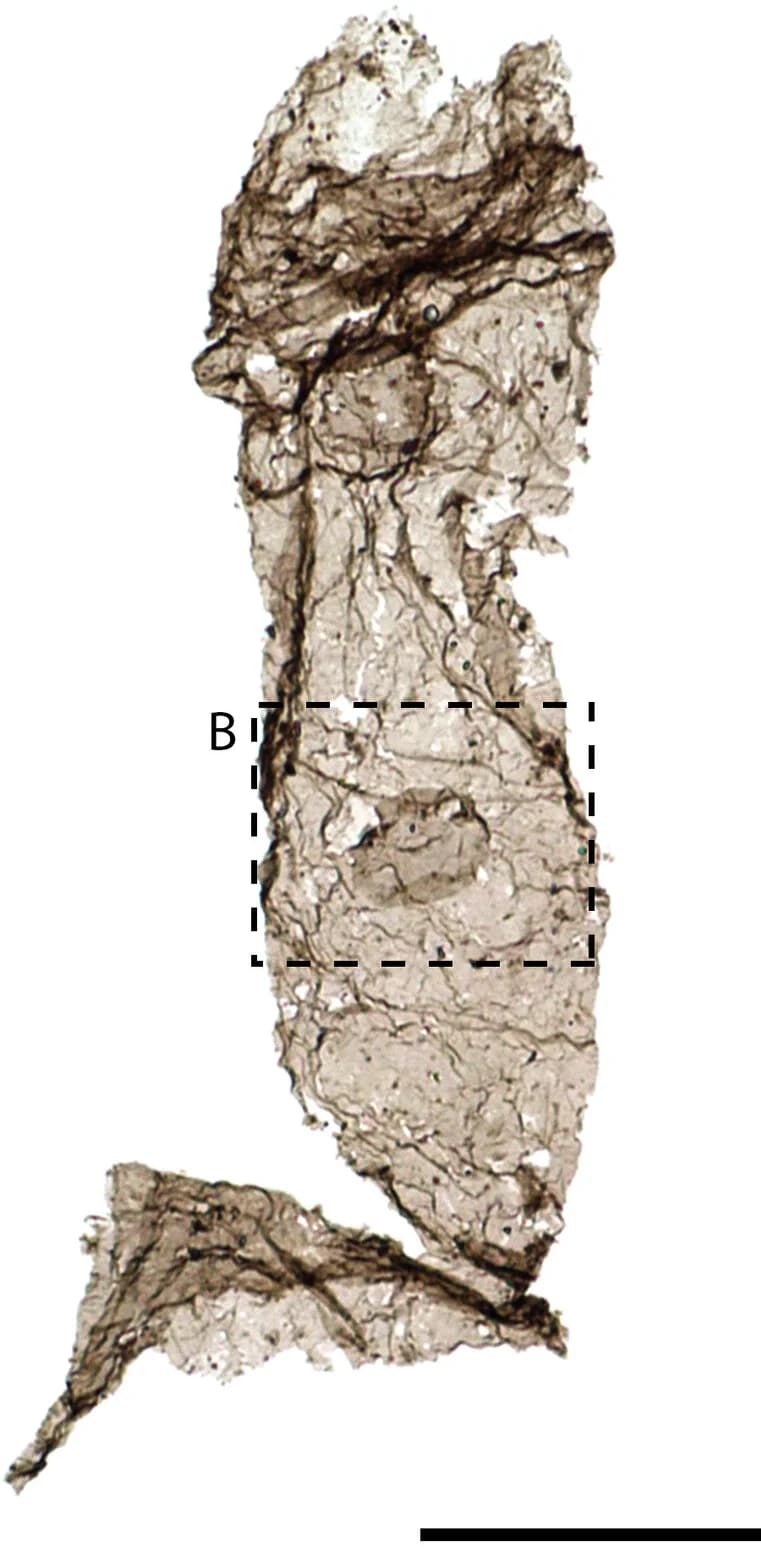 Open access visualization of Microscopy, Photomicrographs, Inclusion, Fossils