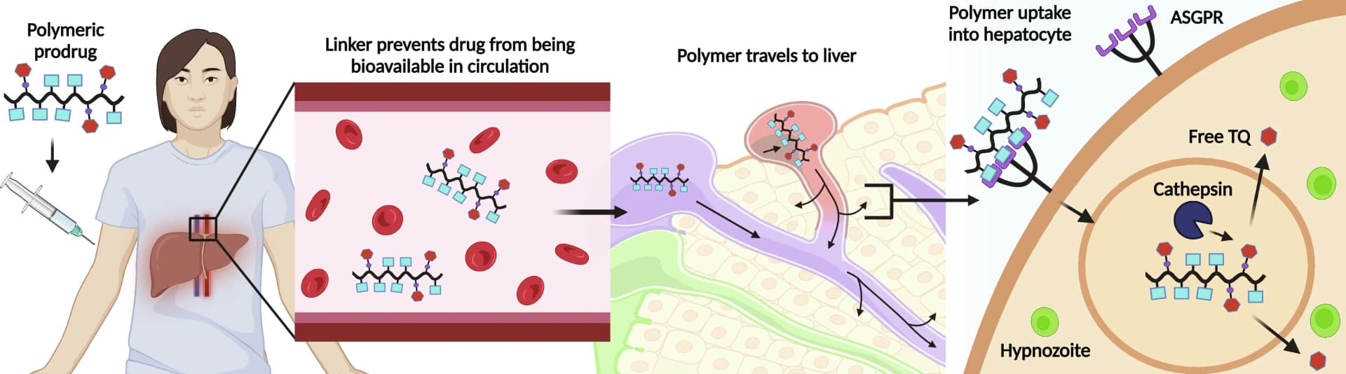 Open access visualization of Workflow, Illustration, Liver, Prodrug, Delivery